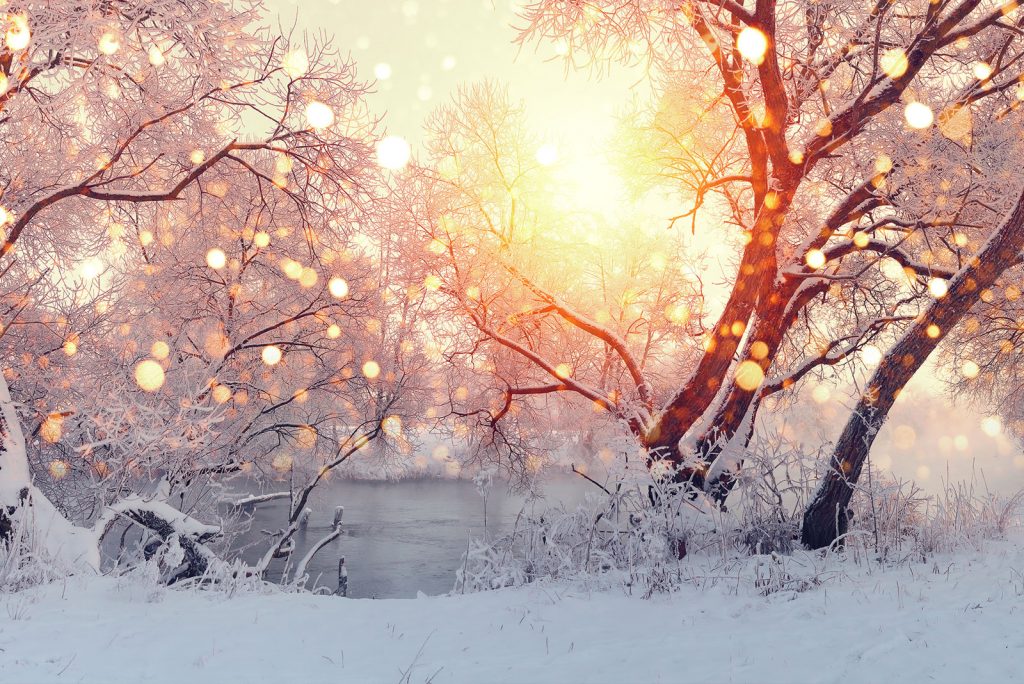 The sun shining through snow covered trees