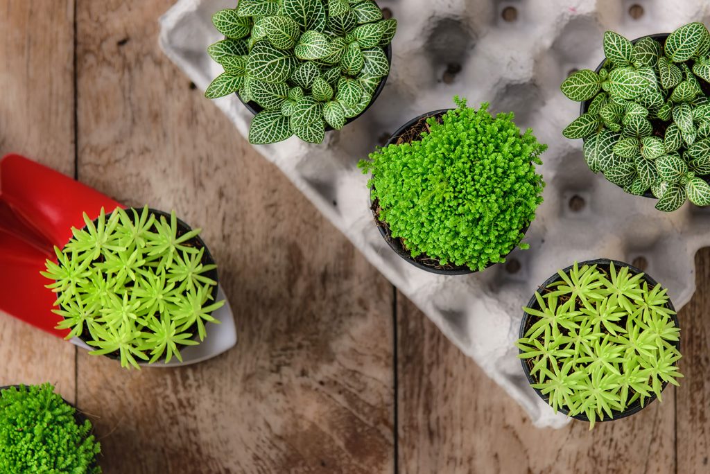 Five small green plants on a table
