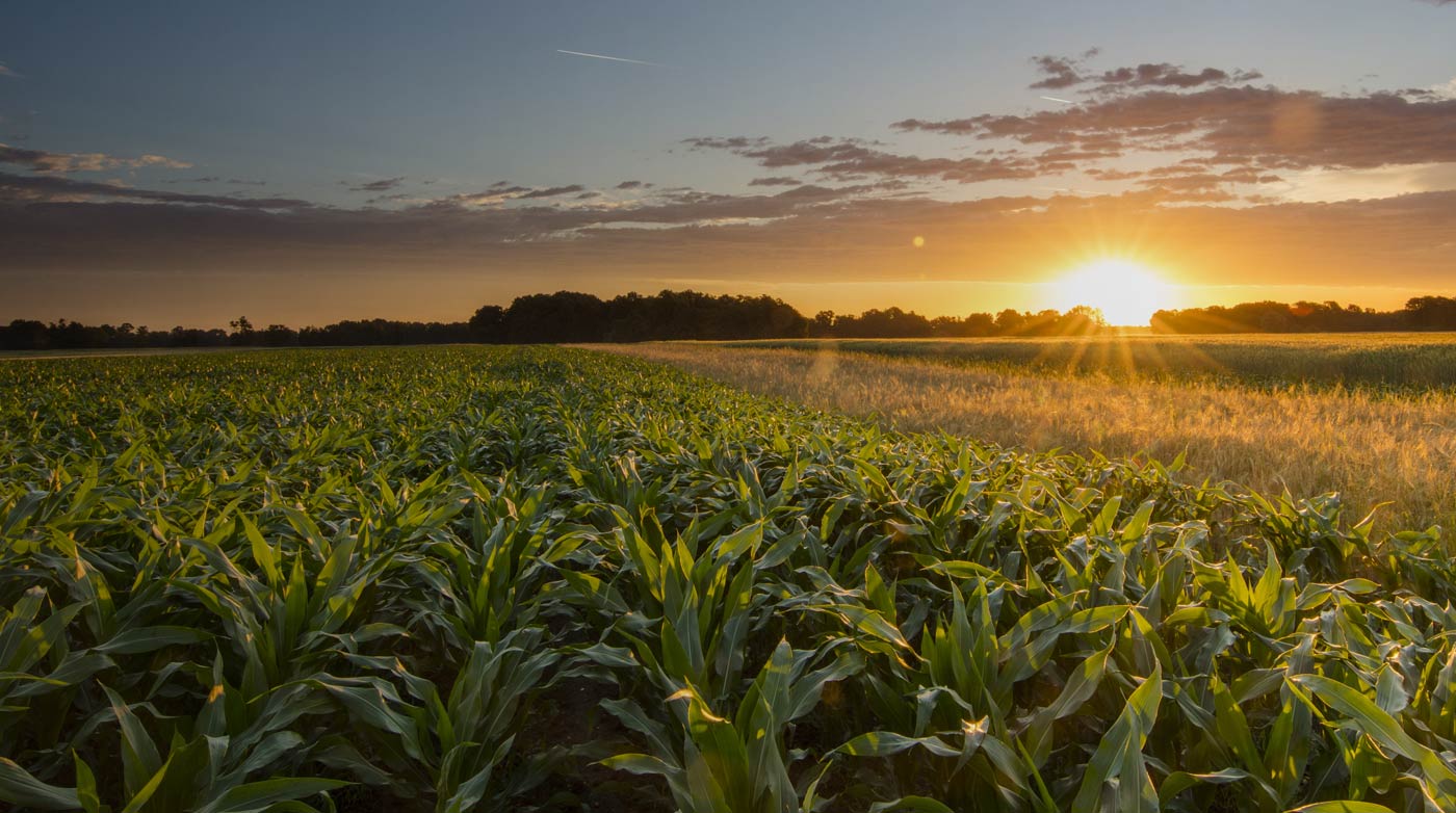 Sun setting on a crop of green plants