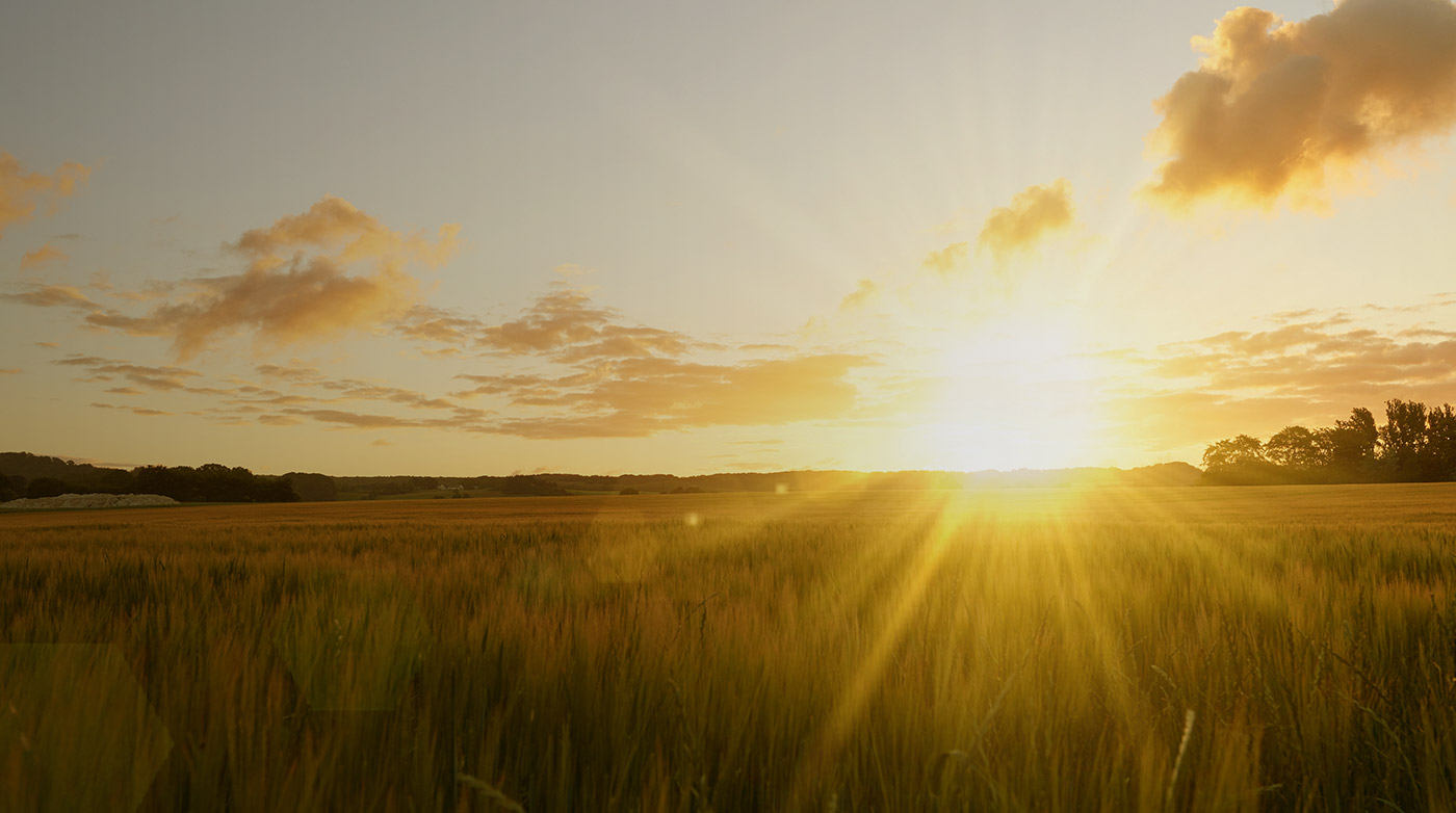 The setting sun over a golden field