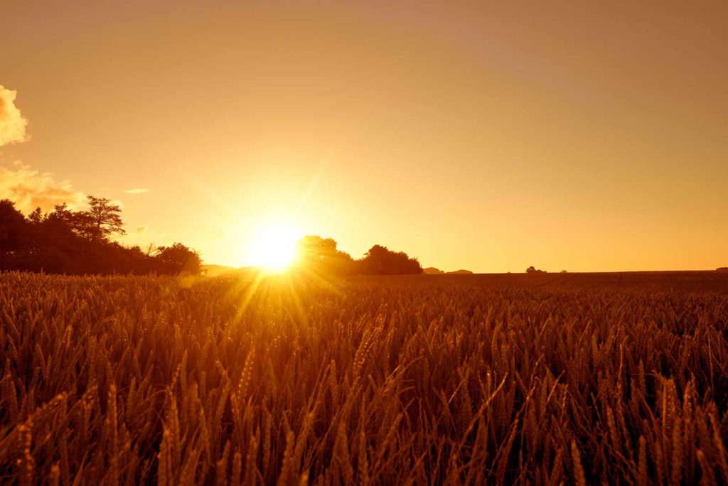 Sunset over a wheat field