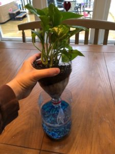 hand holding top plastic liter bottle with plant above bottom part of liter bottle with water, rocks, and fish