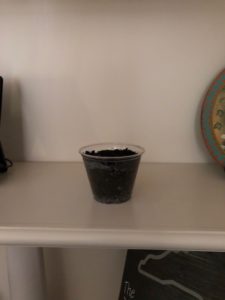 plastic cup of soil on shelf