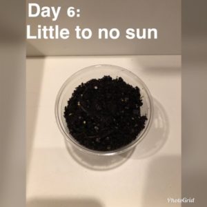 day 6 of experiment with plastic cup of soil for no sun, no growth