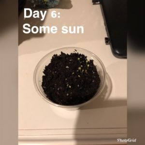day 6 of experiment with plastic cup full of soil in some sun, little growth