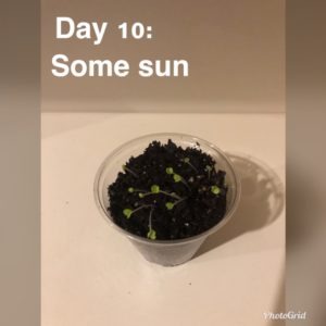 day 10 of experiment with plastic cup full of soil in some sun, little green growth