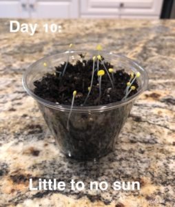 day 10 of experiment with plastic cup full of soil in no sun, small yellow growth