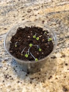 day 14 of experiment with plastic cup full of soil in some sun, little green growth