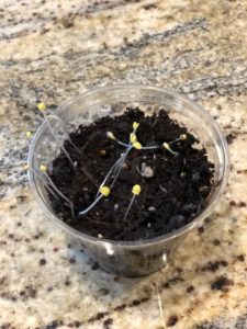 day 14 of experiment with plastic cup of soil in no sun, small yellow growth
