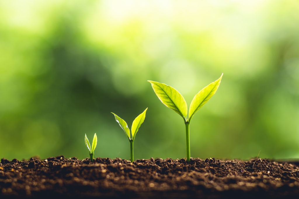 Tree Growth in Three Stages