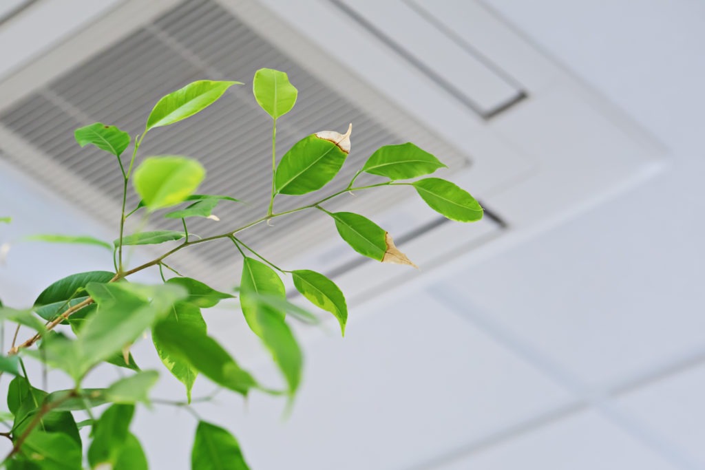 green ficus leaves in front of HVAC vent