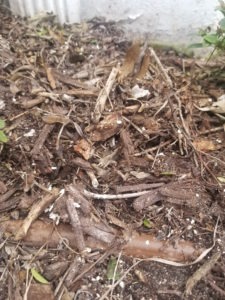 detritus and wood chips