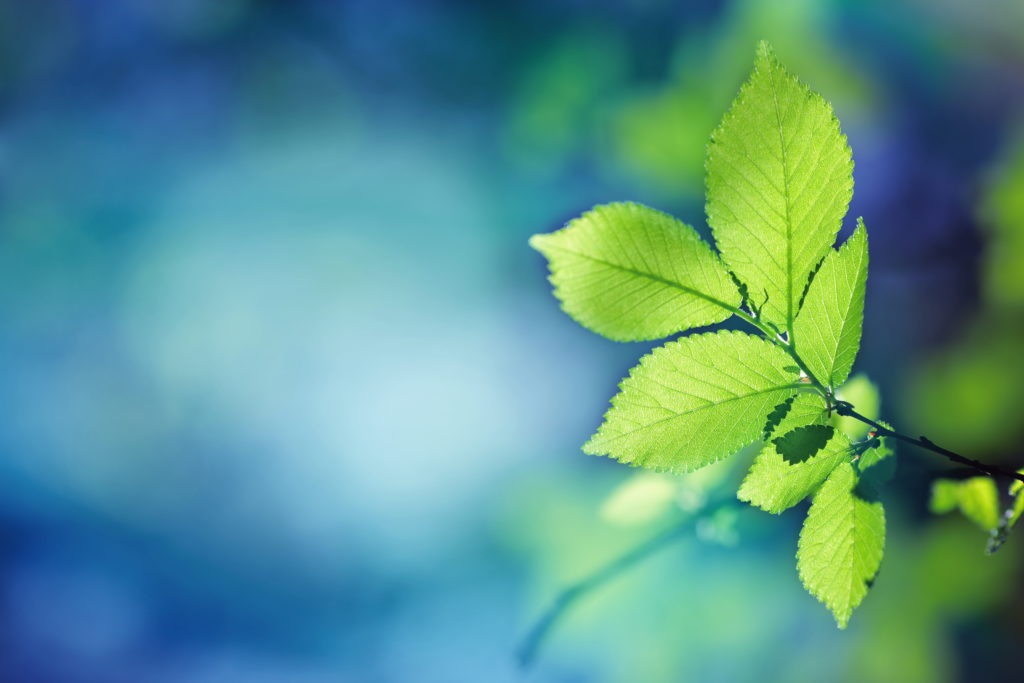 green leaves against a blue background