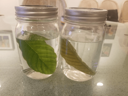 jars after one day