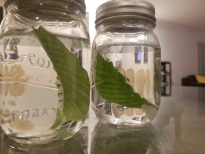 two jars with materials