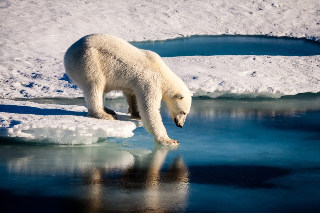 A polar bear dipping its paw in the water