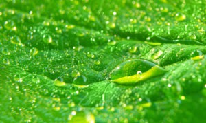 Close up of water drops on a green leaf