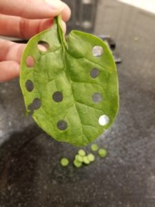 leaf with holes