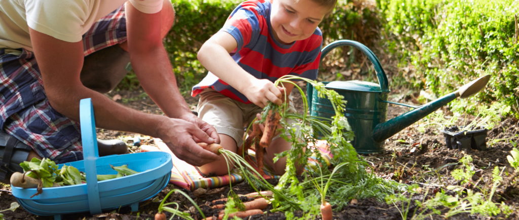 harvesting carrots