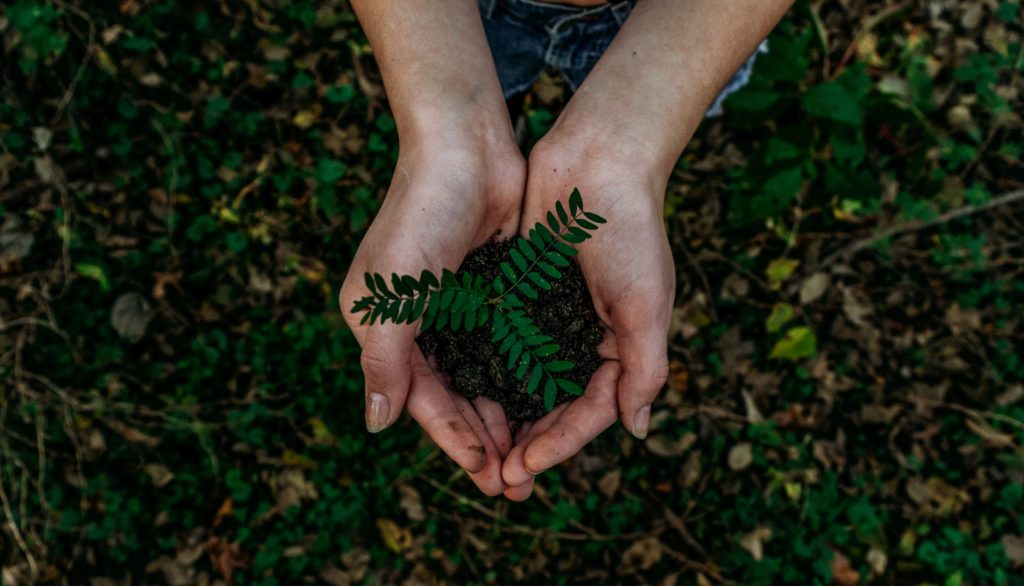 A person holding a plant and soil in their hand