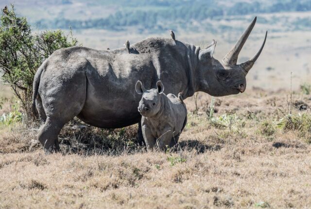 An adult rhinoceros and a calf stand on dry grassland with sparse vegetation and hills in the background.