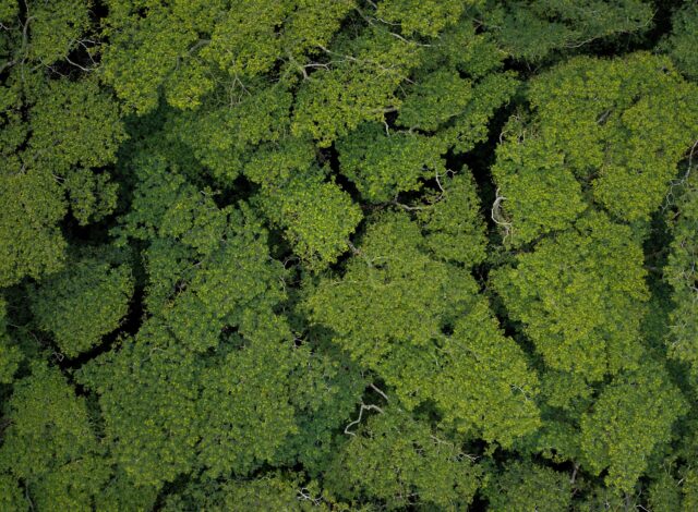 Aerial view of dense green tree canopy with overlapping leaves and scattered visible branches.