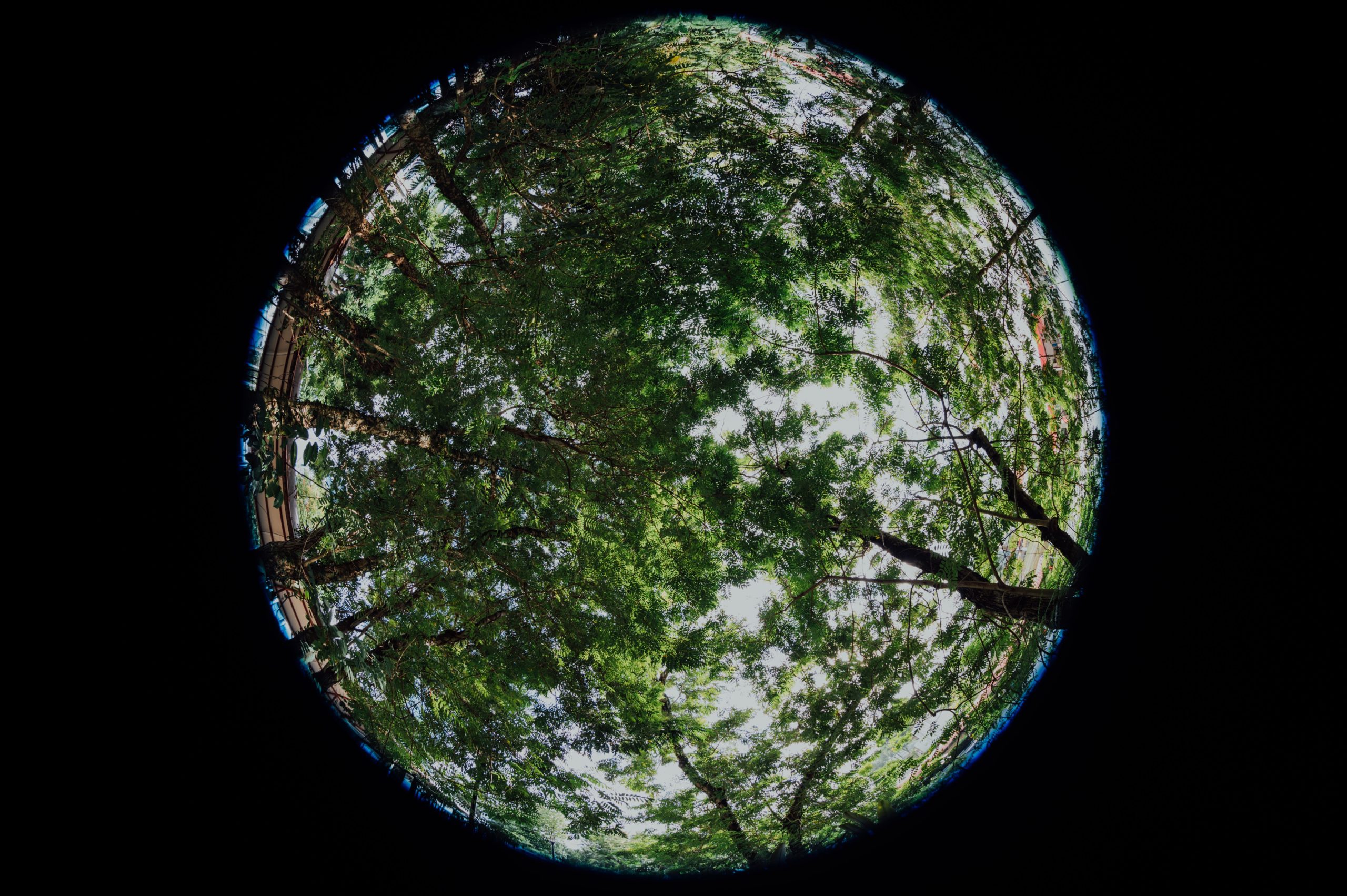 Trees in the circle, representing a green future