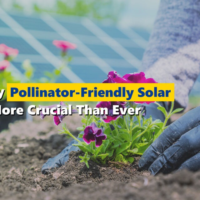 Why Pollinator-Friendly Solar is More Crucial Than Ever - Clearway Community Solar