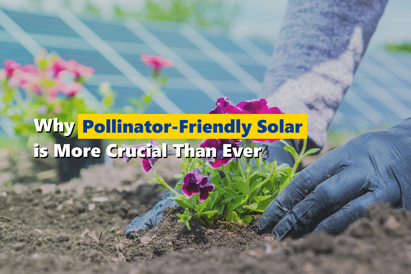 Why Pollinator-Friendly Solar is More Crucial Than Ever - Clearway Community Solar